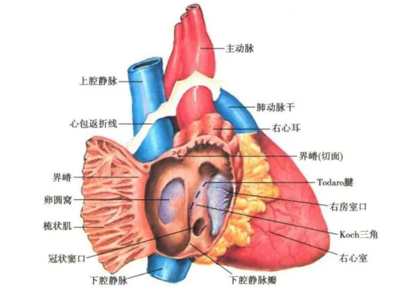 每年54.4万人死于心脏猝死，救活率不足1%，生死4分钟，我们如何应对？